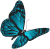 papillon, butterfly